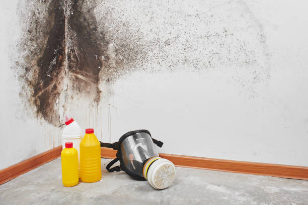 Best Commercial Mold Removal  in North Riverside, IL
