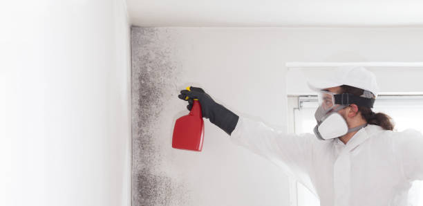 Best Mold Testing  in North Riverside, IL